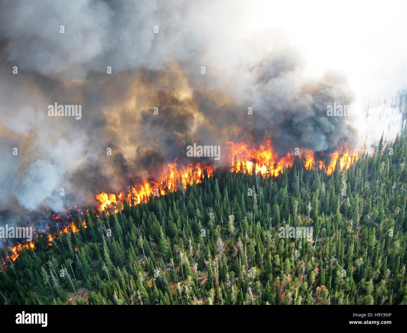 Le feu de Moose Meadow dans la forêt a affecté l'écosystème local et la faune. Les feux de forêt jouent un rôle important dans les cycles écologiques mais exigent une gestion prudente pour protéger à la fois l'environnement et les intérêts humains. Banque D'Images