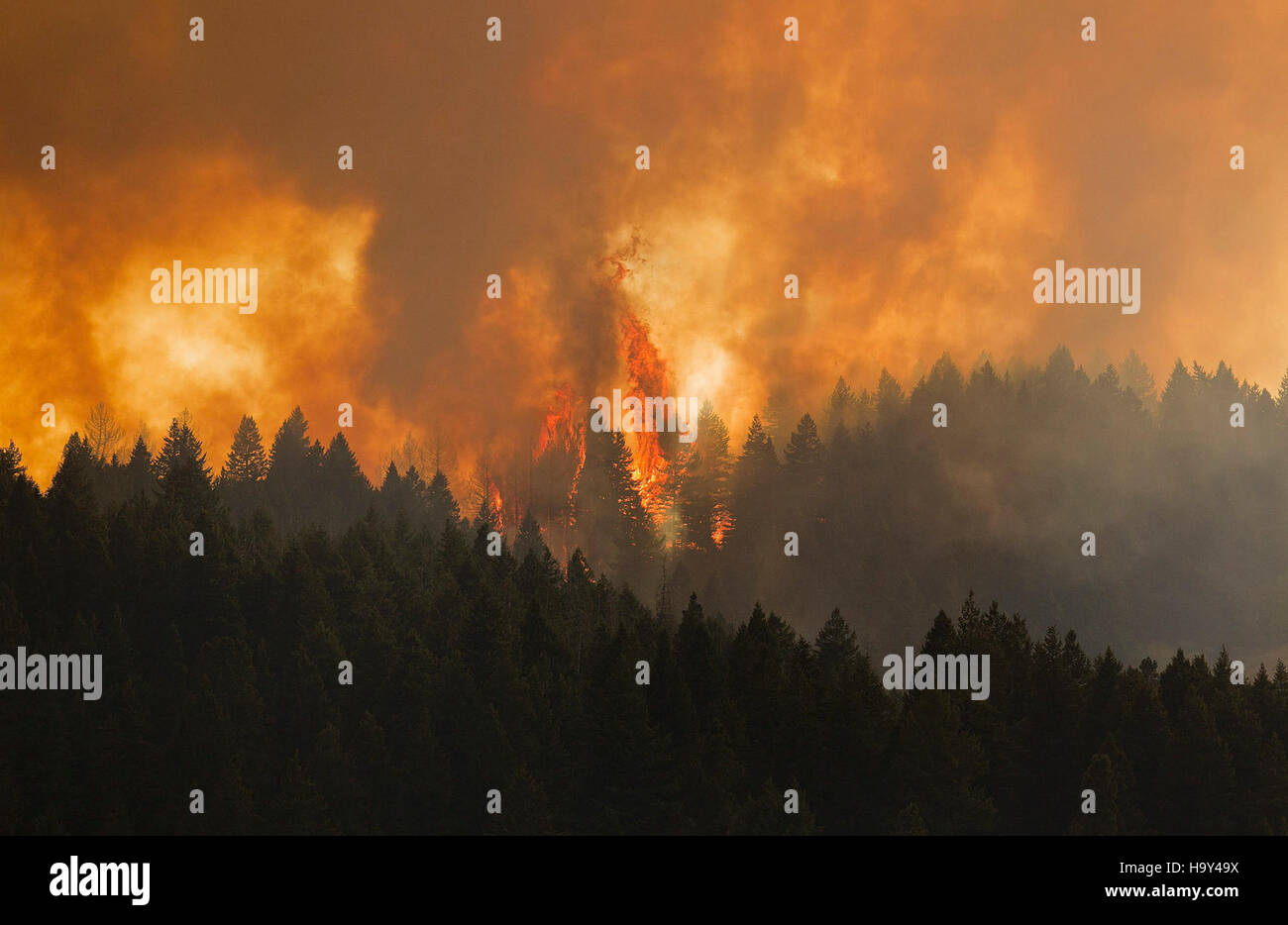 Incendie de forêt complexe Elk Banque D'Images