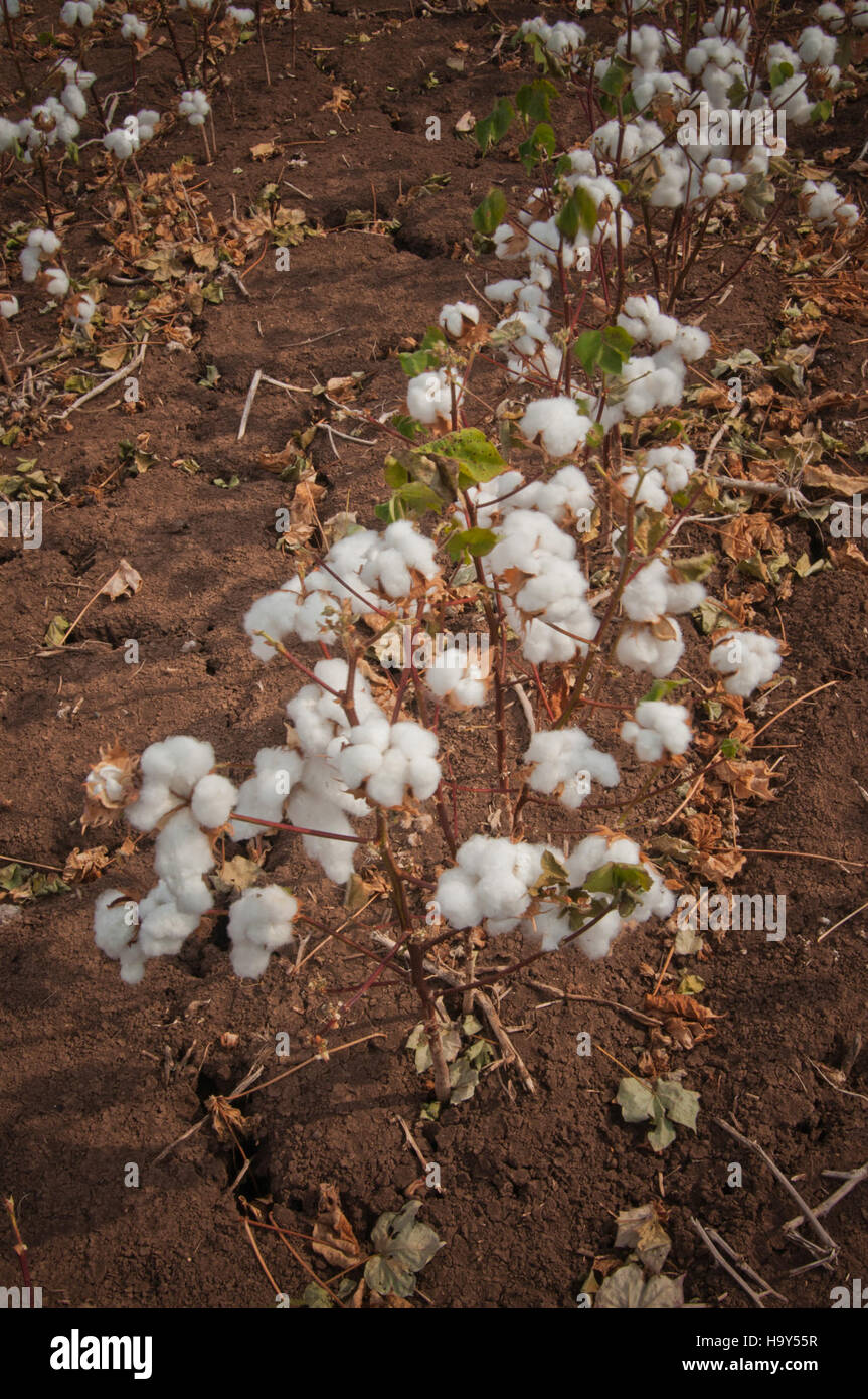 L'USDA fournit un soutien et des ressources aux cultivateurs de coton du Texas, en se concentrant sur la recherche agricole, le développement économique et la durabilité de la production de coton dans la région. Banque D'Images
