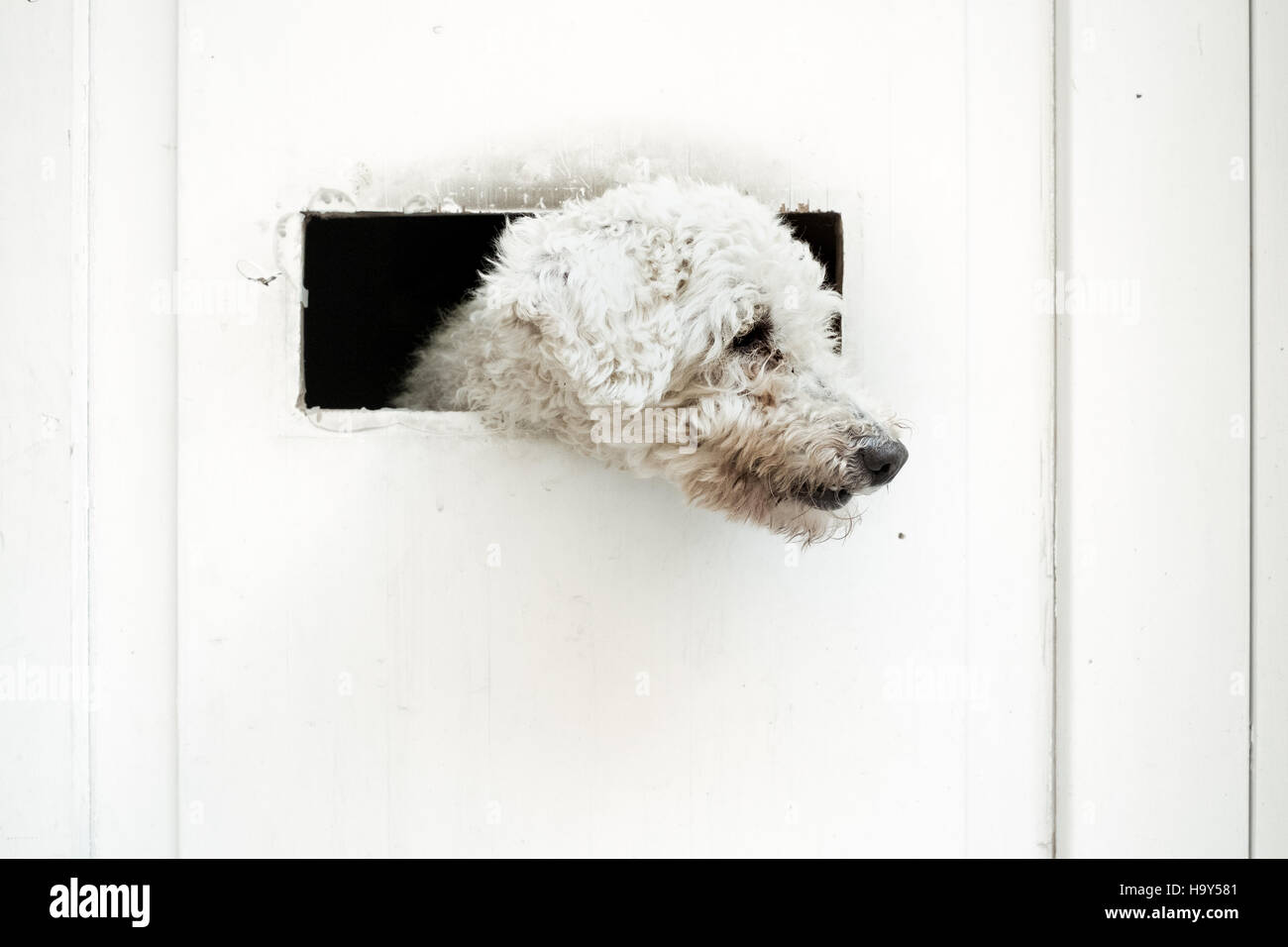 Petit chien est à regarder à l'extérieur de la porte blanche Banque D'Images