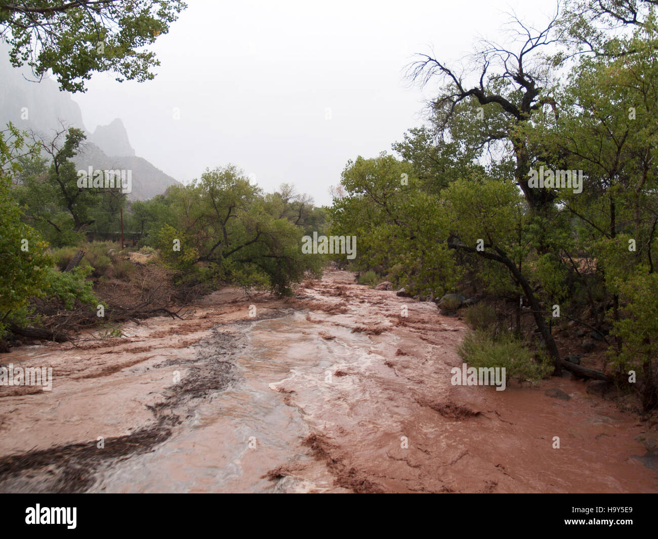 Les crues soudaines dans le parc national de Zion se produisent rapidement, souvent en raison de pluies intenses, en particulier dans les canyons étroits. Ces inondations peuvent être dangereuses et constituent un phénomène naturel important qui façonne le paysage du parc. Il est conseillé aux visiteurs de surveiller les conditions météorologiques et d'éviter les randonnées pendant les avertissements d'inondation. Banque D'Images