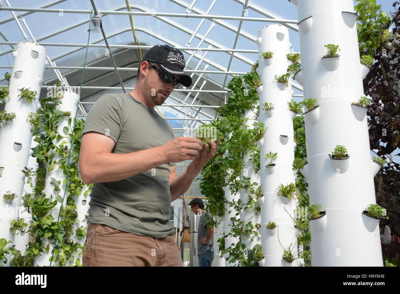 Aerofarm Denver présente des techniques agricoles innovantes visant à promouvoir des pratiques agricoles durables et à améliorer la production alimentaire grâce aux technologies de l’agriculture urbaine. Banque D'Images