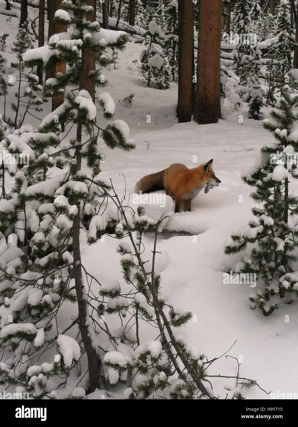 Cette photo du parc national de Yellowstone capture un renard en hiver, chassant un lièvre en raquette dans la neige. Les écosystèmes de Yellowstone abritent une grande variété d’espèces sauvages, y compris des renards et des lièvres, le parc servant de zone vitale pour la recherche et la conservation. Banque D'Images