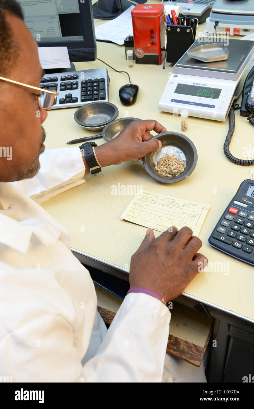 Cette image montre des fonctionnaires de l'USDA et de la GIPSA qui supervisent les inspections des céréales dans les parcs à bestiaux, soulignant l'importance de la réglementation agricole et de la salubrité de la production alimentaire aux États-Unis. Banque D'Images