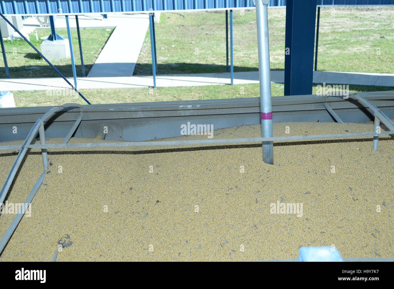 L'USDA et la grain inspection, Packers, and Stockyards Administration (GIPSA) assurent la qualité et la salubrité des exportations de grain grâce à des inspections et des essais rigoureux. Ces pratiques soutiennent la sécurité alimentaire, le commerce international et les normes agricoles. Banque D'Images