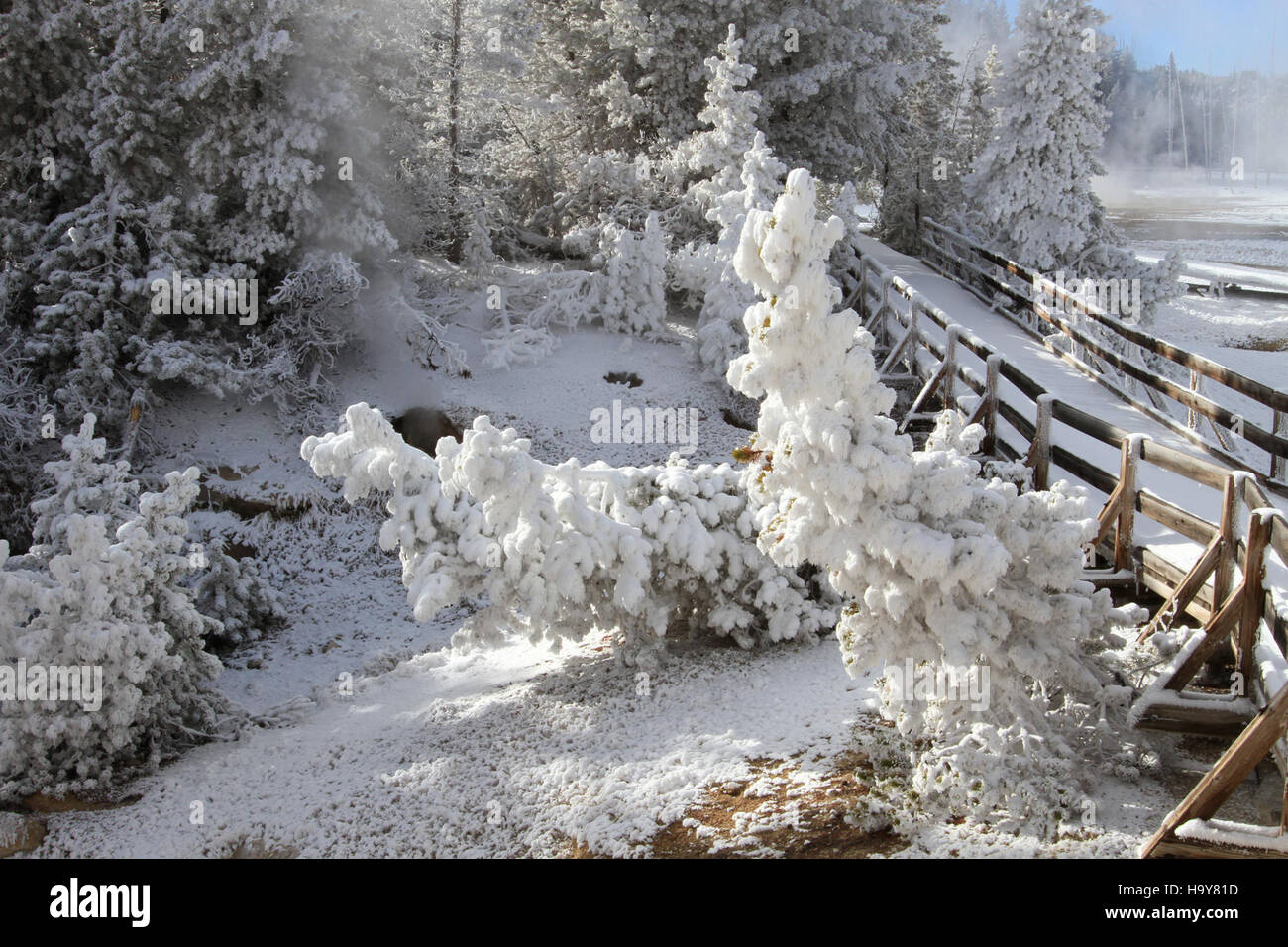 La promenade à travers Porcelain Basin à Yellowstone offre aux visiteurs une vue rapprochée des caractéristiques géothermiques comme les fumerolles, la glace de rime et les arbres enneigés dans un paysage dynamique. Banque D'Images