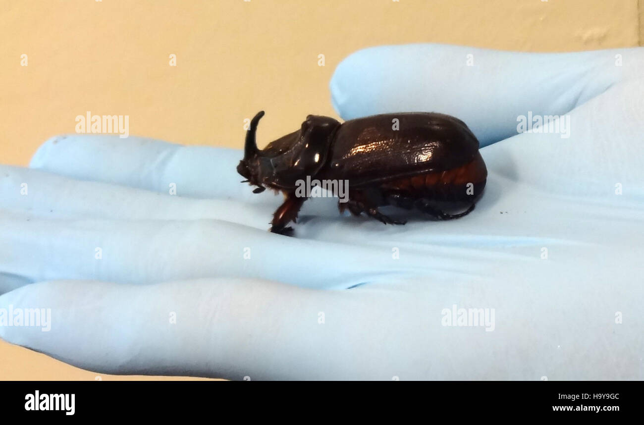 Gros plan d'un adulte mâle CRB (Chesapeake Bay Retriever) avec un gant dans la bouche, démontrant le dressage des chiens de travail. Cela reflète le rôle de l’USDA dans l’agriculture et le bien-être animal. Banque D'Images