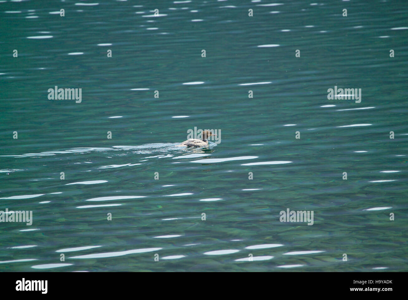 Le Common Merganser, représenté sur cette image, est un grand canard prédateur trouvé en Amérique du Nord. Connue pour son corps blanc distinctif et son bec pointu et dentelé, cette espèce est souvent observée dans les environnements d'eau douce chassant le poisson. Banque D'Images