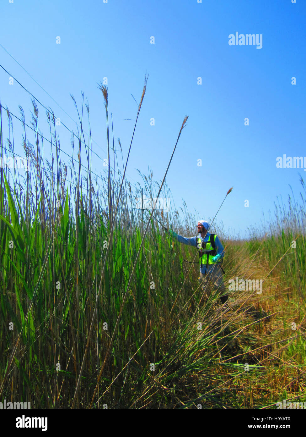 Ce projet de 2014 au Cape Hatteras National Seashore était axé sur la gestion des espèces envahissantes, en particulier la pulvérisation de phragmites, afin de préserver les habitats indigènes et de protéger l’écosystème. Banque D'Images
