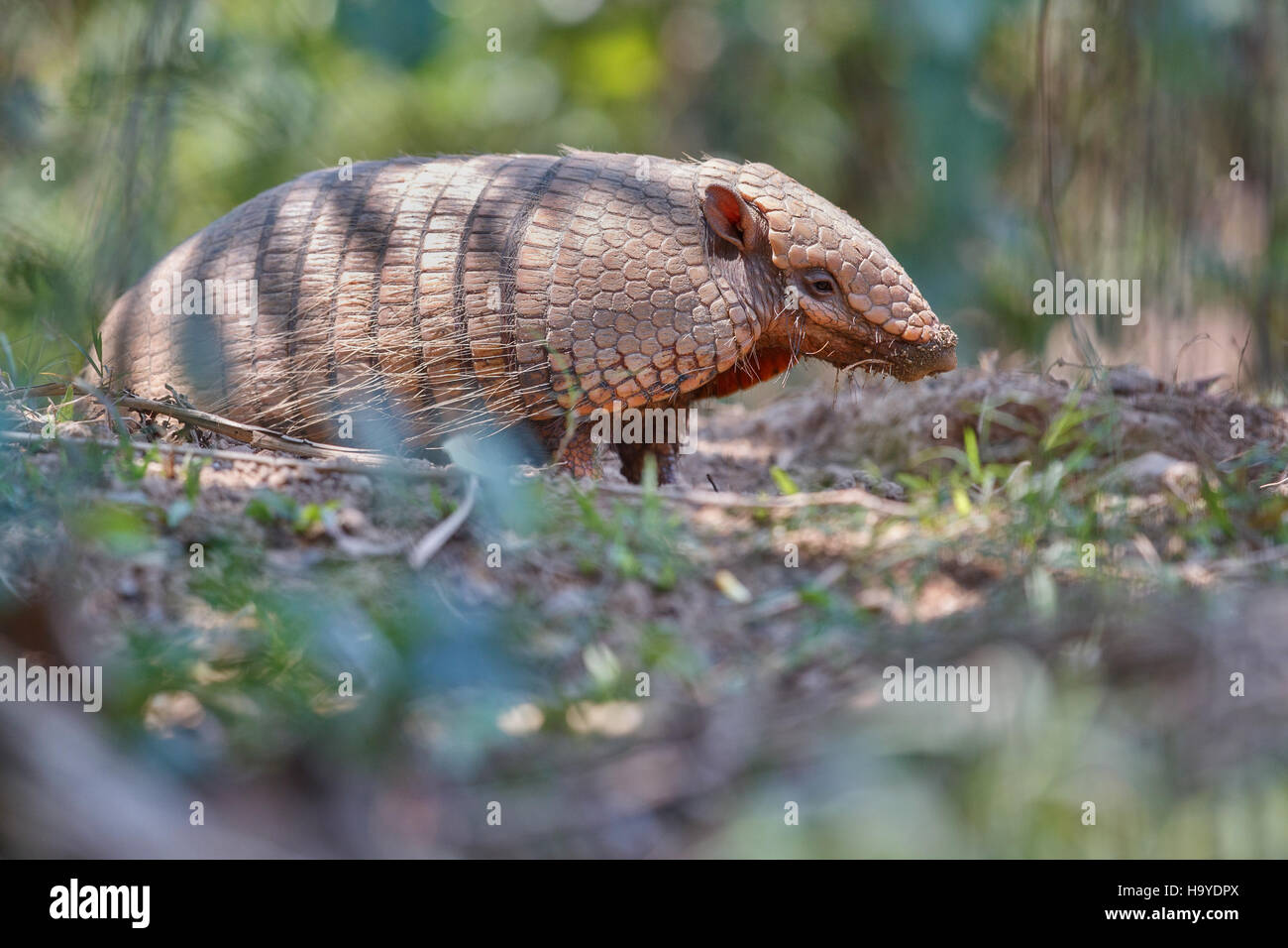 Armadillo dans la nature de l'habitat de la forêt brésilienne, euphractus sexcinctus, étonnante créature, la faune d'Amérique du Sud, la beauté de la nature sauvage, en panta Banque D'Images