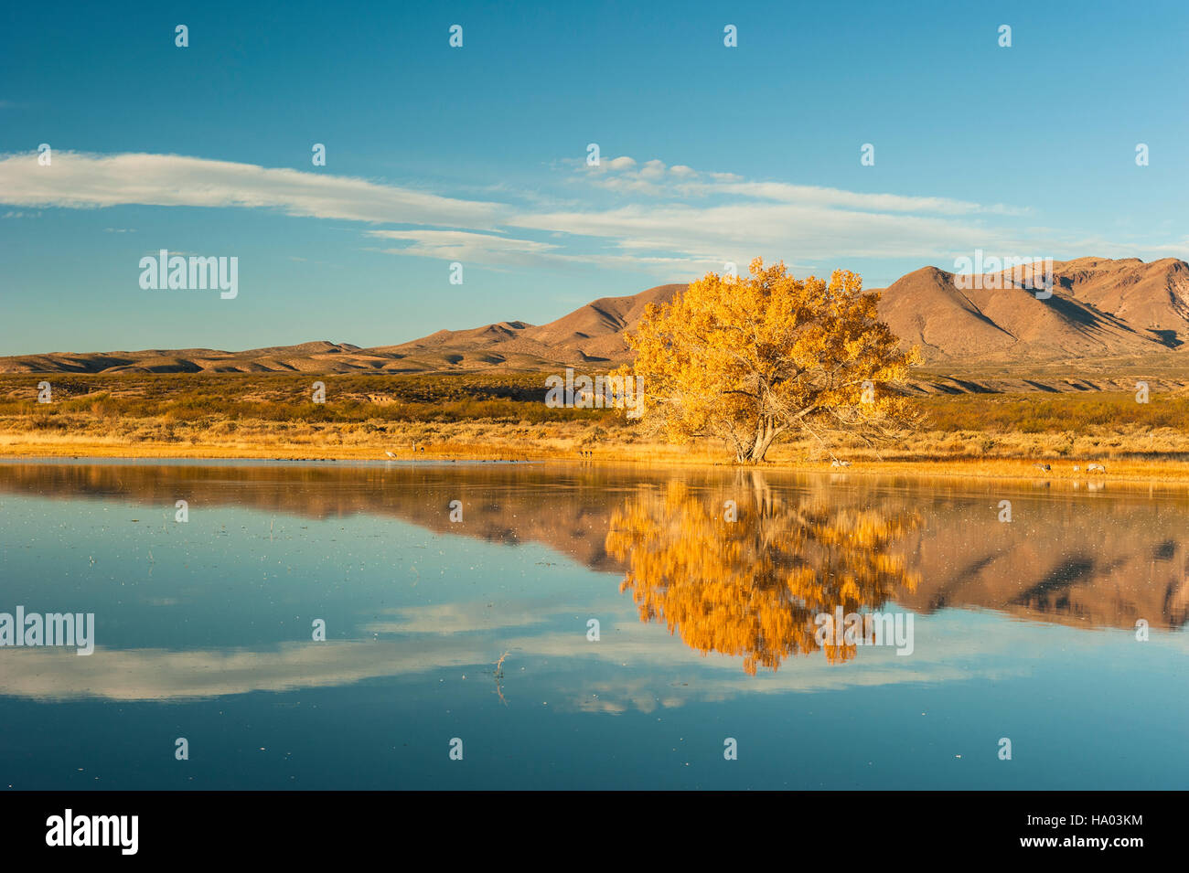 Paysage atmosphérique, arbre au feuillage jaune reflété dans une surface du lac à Bosque del Apache National Wildlife refuge au Nouveau Mexique, NM, USA. Banque D'Images