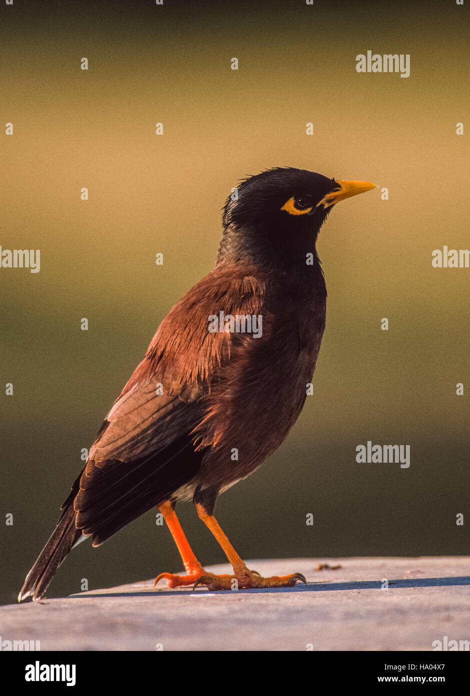 Myna commun ou Indian Myna Acridotheres tristis),(,Inde,Rajasthan,Bharatpur Banque D'Images