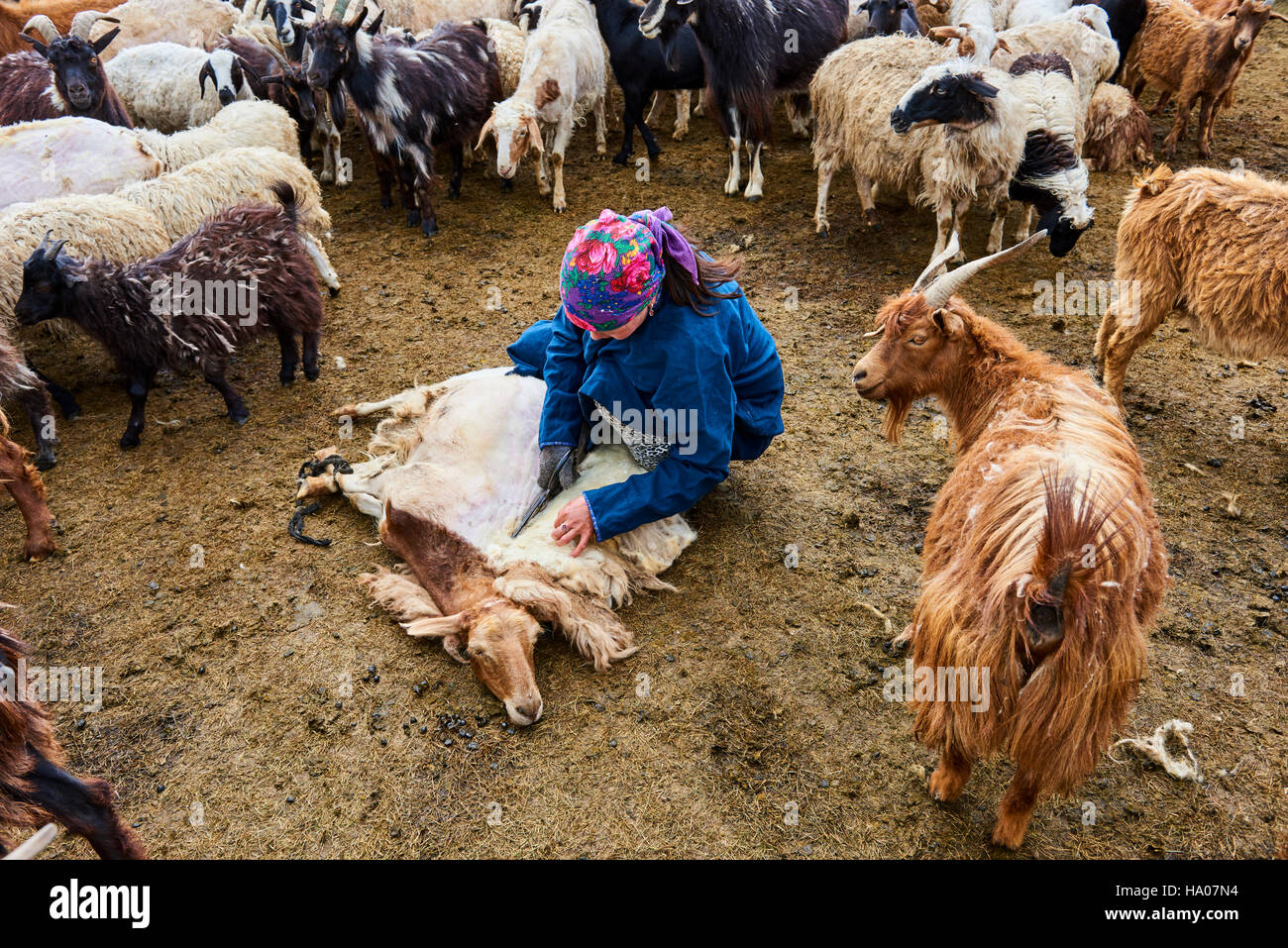 La Mongolie, province Arkhangai, camp nomade yourte dans la steppe, la tonte des moutons sa femme nomade Banque D'Images