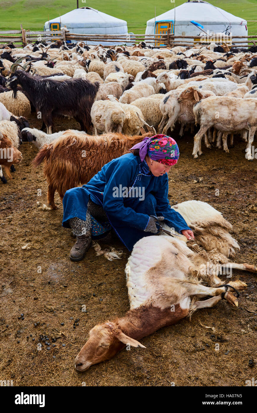La Mongolie, province Arkhangai, camp nomade yourte dans la steppe, la tonte des moutons sa femme nomade Banque D'Images