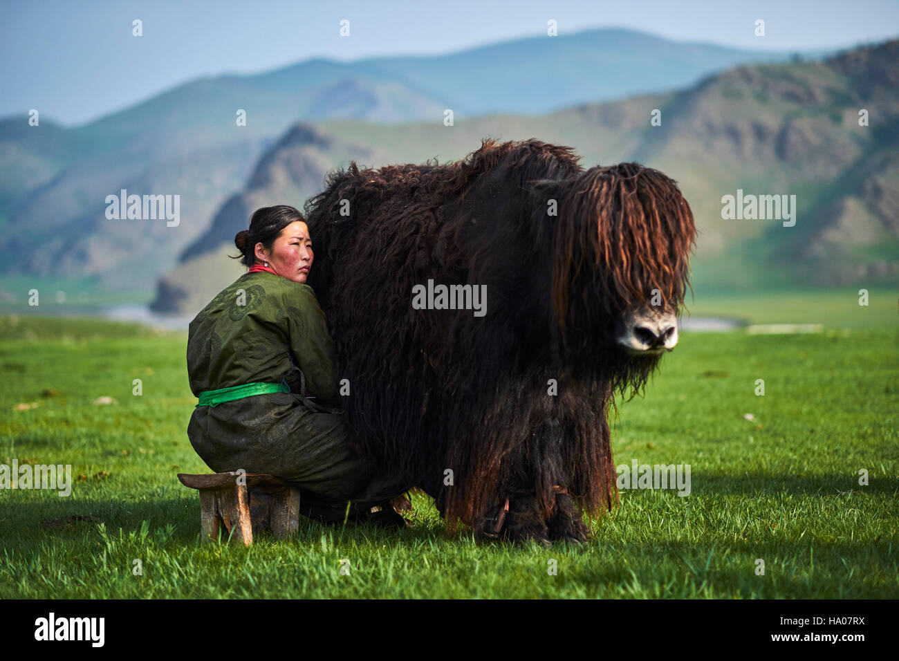 La Mongolie, province Övörkhangaï, vallée de l'Orkhon camp nomade, la traite, le yak Banque D'Images