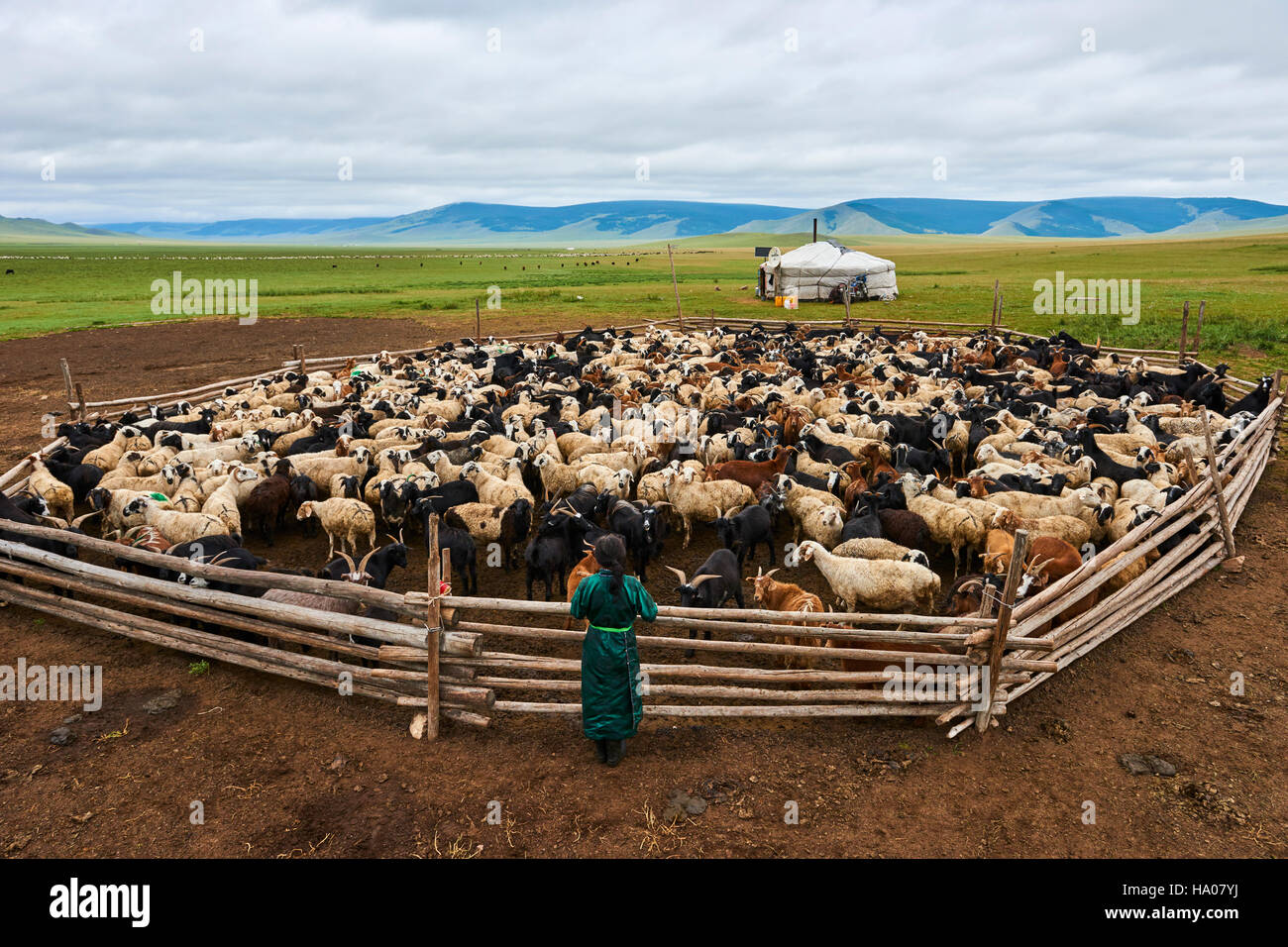 La Mongolie, province Arkhangai, nomad camp, troupeau de moutons Banque D'Images