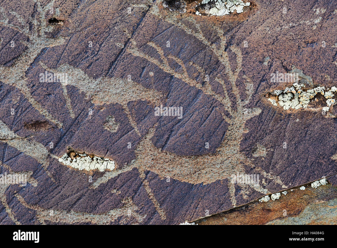 La Mongolie, Bayan-Ulgii province, l'ouest de la Mongolie, Parc National de tavan Bogd, petroglyphes dans les montagnes de l'Altaï mongol illustrant les cerfs et t Banque D'Images