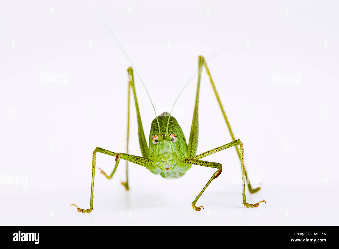 Sickle-Bearing Phaneroptera falcata Bush (Cricket) Banque D'Images