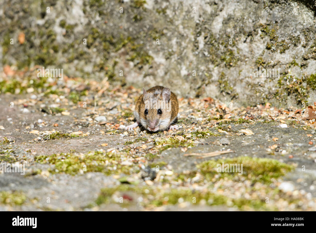 Une souris en bois se nourrissant de graines sous une mangeoire, Ardnamurchan, Ecosse, Royaume-Uni Banque D'Images