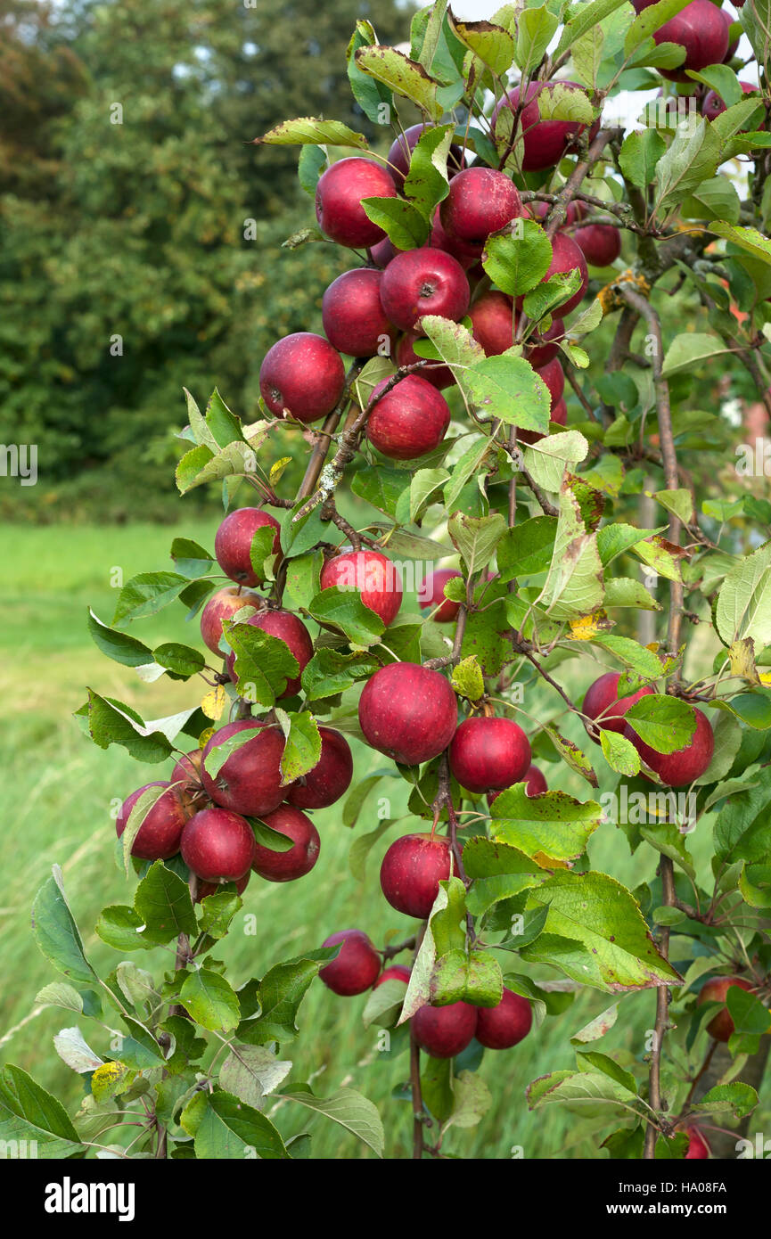 Pommes rouges (Malus domestica) sur l'arbre, Basse-Saxe, Allemagne Banque D'Images