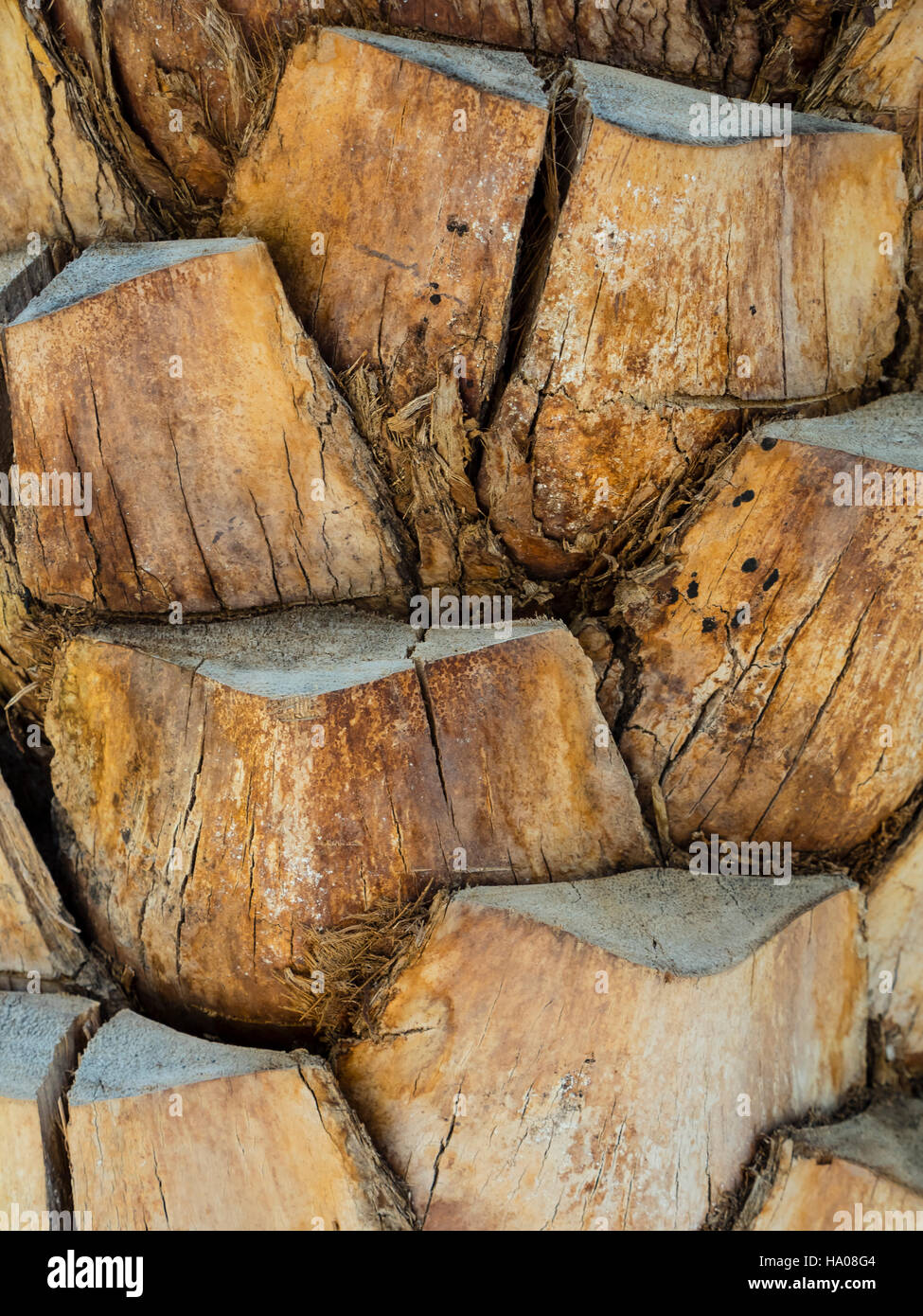 Date palm tronc, Birkat al Mawz, village de montagne montagnes Hajar Al Dhakiliya, région, Oman, Arabie, Moyen-Orient Banque D'Images