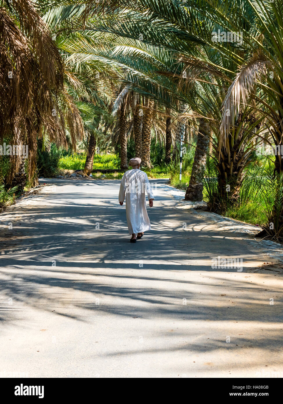 Date palm grove, Birkat al Mawz Mountain Village, Dhakiliya Région, Oman Banque D'Images
