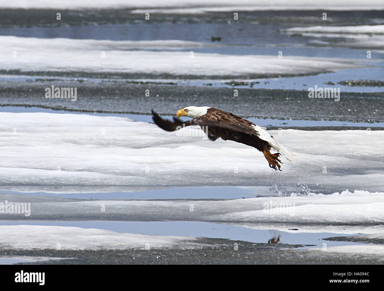 Un aigle à tête blanche survole le lac Lewis dans le parc national de Yellowstone, mettant en valeur le rôle du parc dans la préservation d’espèces emblématiques. Cette image puissante souligne l'importance des parcs nationaux dans la conservation de la faune de l'Amérique. Banque D'Images
