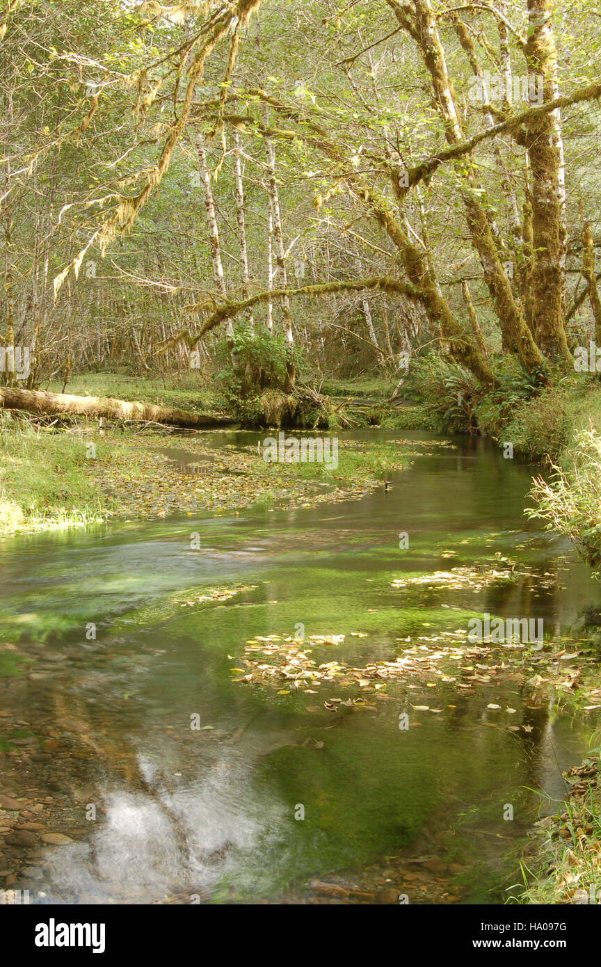 Olympicnps 24355651790 Tom Creek Hoh Jon Preston Banque D'Images