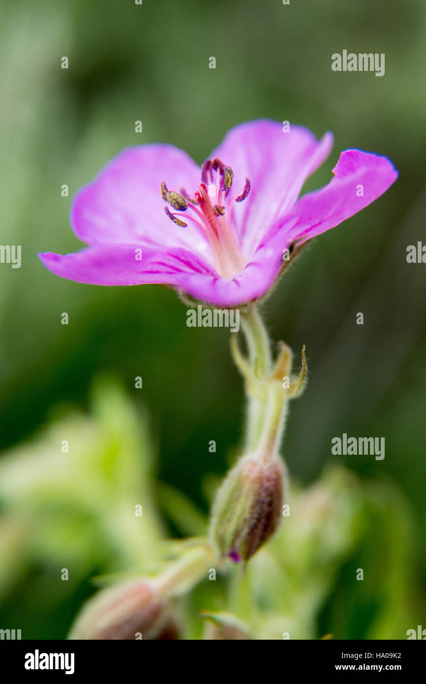Le géranium collant, une fleur sauvage que l’on trouve couramment dans le parc national de Yellowstone, joue un rôle important dans les écosystèmes locaux, soutenant les pollinisateurs et contribuant à la diversité végétale. Banque D'Images