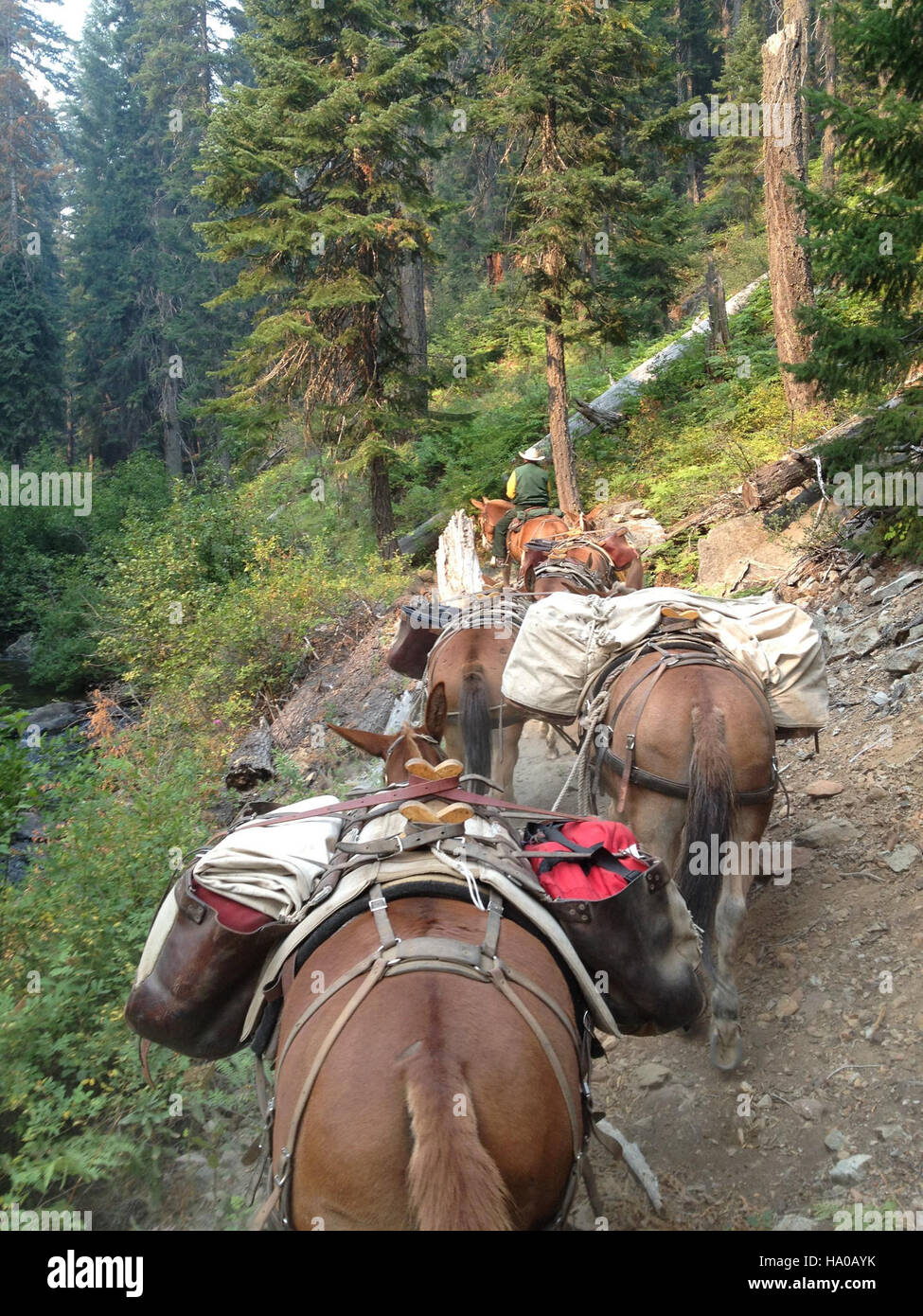 Un feu de forêt dans la forêt nationale de Klamath, capturé par l'USDA, souligne l'importance de la gestion des incendies, le rôle des mules de meute dans les efforts de restauration, et les défis continus de la récupération des feux de forêt. Banque D'Images