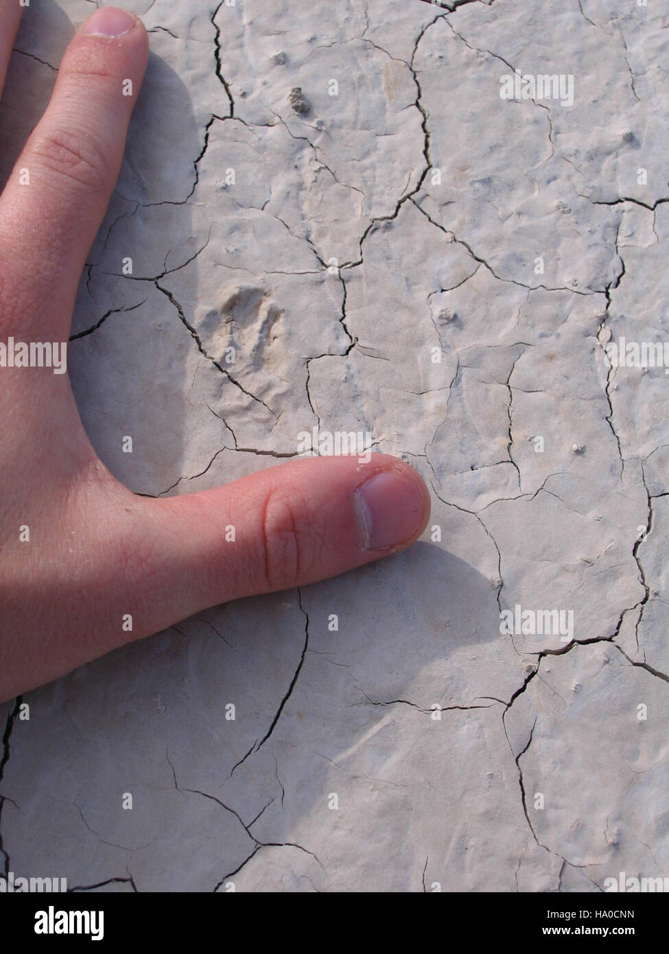Des traces de lapins sont visibles dans le paysage enneigé du parc national des Badlands, mettant en valeur la diversité de la faune et des écosystèmes du parc. Ces pistes offrent un aperçu du mouvement des petits mammifères dans la région. Banque D'Images