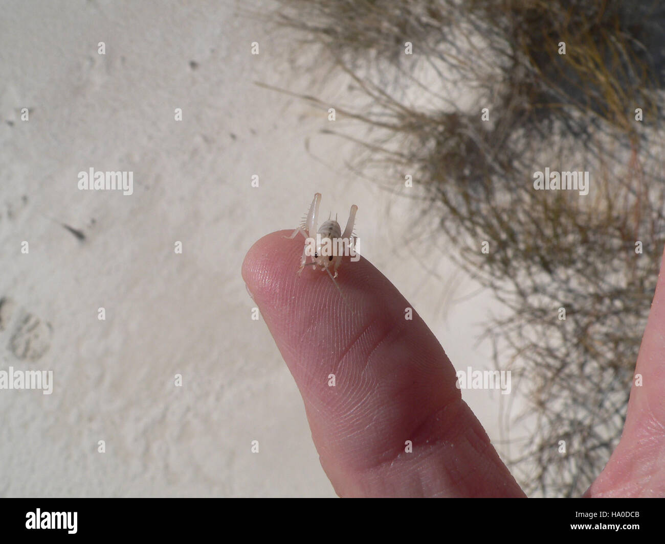 Les grillons de chameau, également connus sous le nom de grillons des cavernes, sont des insectes nocturnes trouvés dans des environnements sombres et humides. Ils sont reconnus pour leurs longues jambes et leur dos bosselé, habitant souvent des sous-sols, des grottes et des jardins. Ces grillons ne sont pas de vrais grillons mais font partie de la famille des Gryllacrididae. Banque D'Images