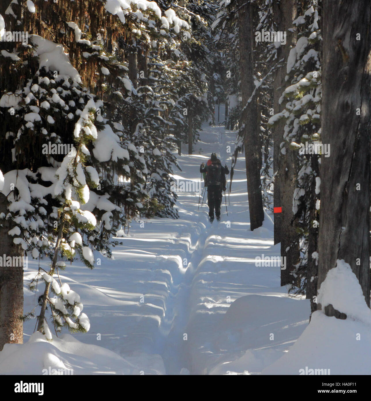 Les skieurs de fond empruntent le sentier des montagnes russes dans le parc national de Yellowstone, une activité hivernale emblématique du parc qui met en valeur ses écosystèmes hivernaux et l’importance de préserver les aires de loisirs en plein air. Banque D'Images