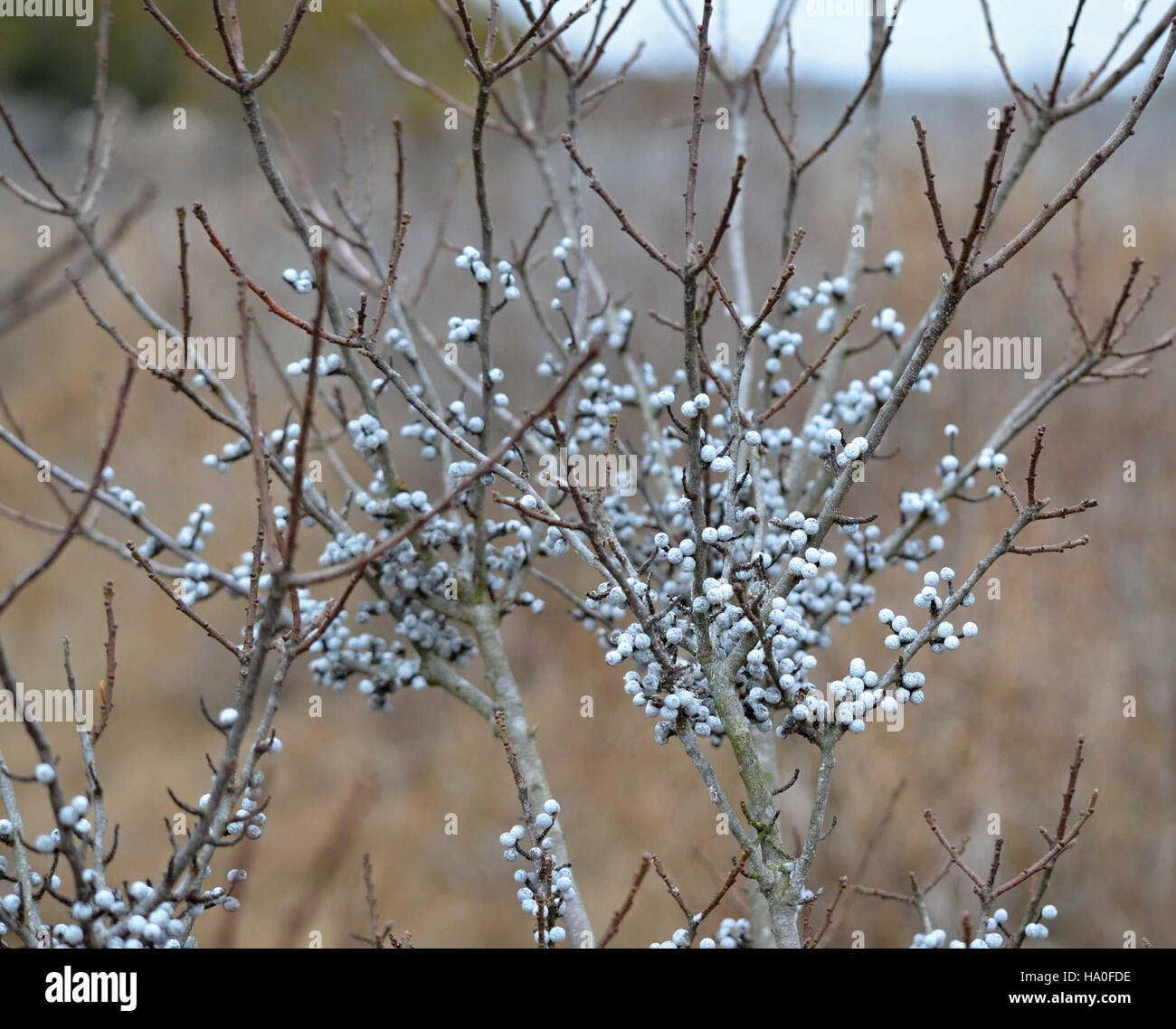 Assateaguenps 16784809255 Baies (Myrica pensylvanica Cirier) Banque D'Images