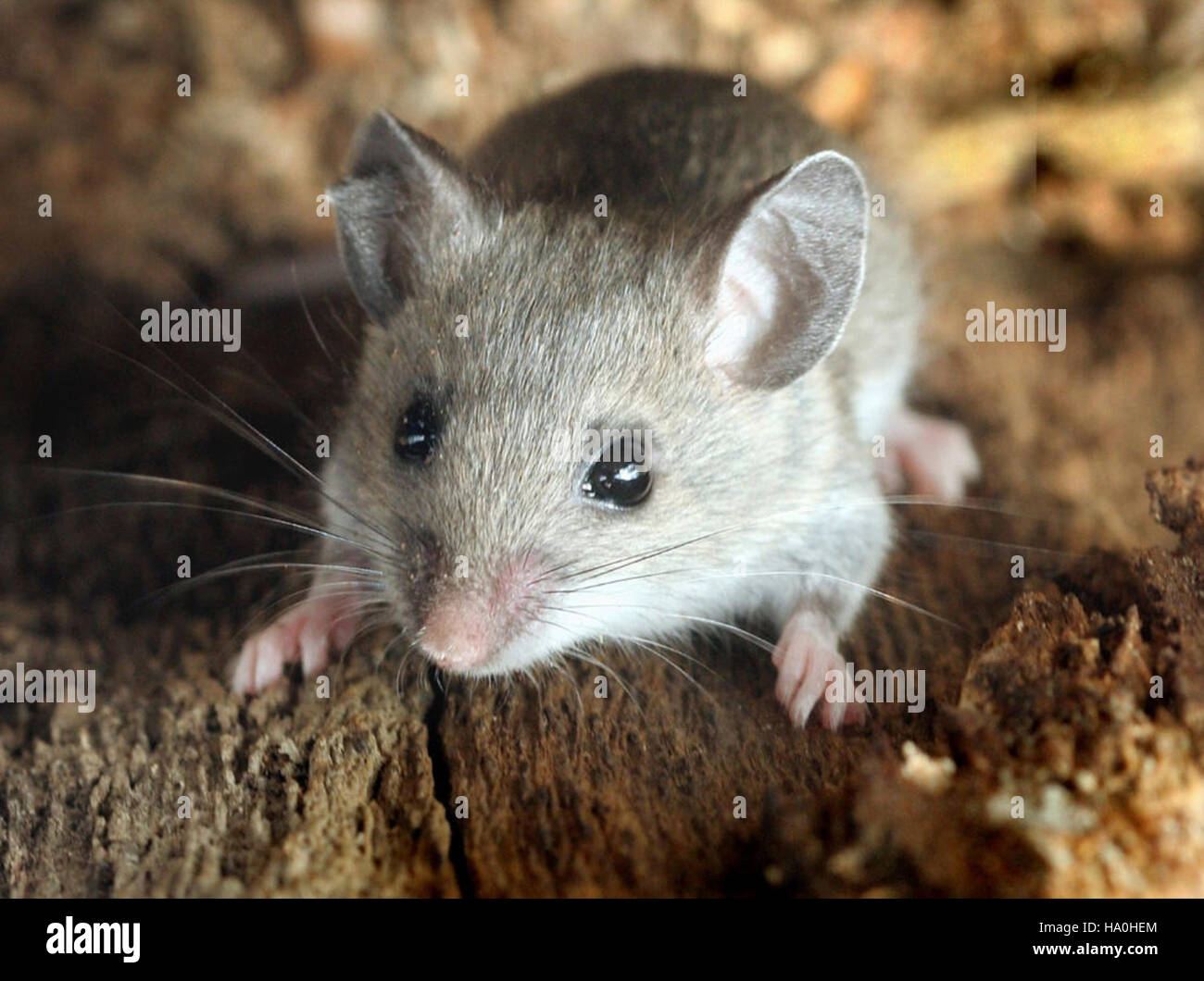 La souris cerf, une espèce de rongeur commune à travers l'Amérique du Nord, joue un rôle important dans les écosystèmes locaux en agissant comme proie pour les grands prédateurs et en aidant à disperser les graines. Banque D'Images