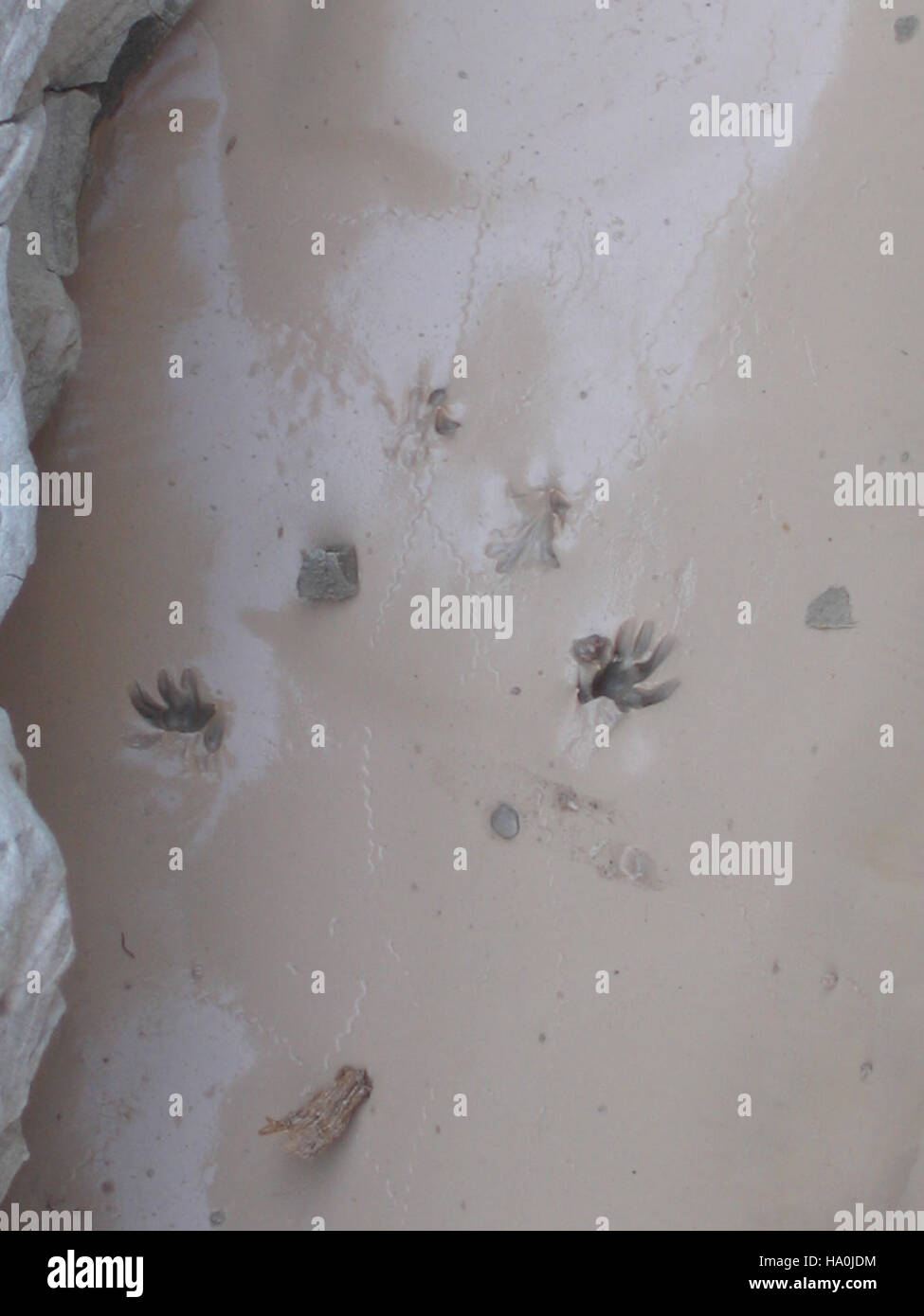 Des traces de souris sont visibles dans la terre du parc national des Badlands, offrant un aperçu de la vie quotidienne des petits mammifères dans ce parc du Dakota du Sud, connu pour sa faune riche et ses paysages accidentés. Banque D'Images