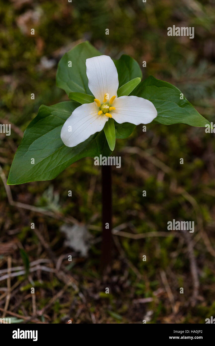 Trillium ovatum, ou Trillium de l'Ouest, est une plante à fleurs indigène trouvée dans les forêts luxuriantes du parc national des glaciers. C'est une espèce importante dans l'écosystème diversifié du parc. Banque D'Images