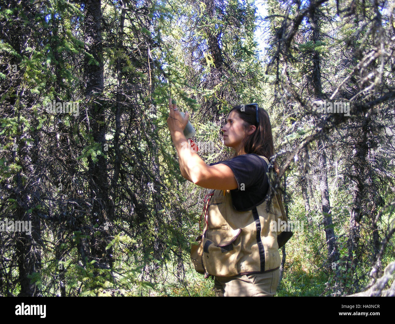 L'échantillonnage de carburant dans le parc national de Denali, effectué par le National Park Service, aide à évaluer les risques d'incendie et à élaborer des stratégies de gestion des incendies. Les données recueillies aident à maintenir la sécurité du parc tout en protégeant l'environnement naturel. Banque D'Images