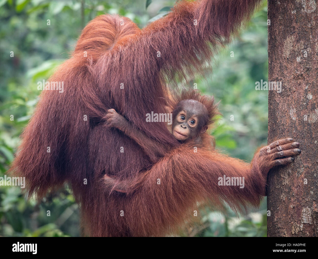 La mère et le bébé orang-outan de Bornéo Banque D'Images