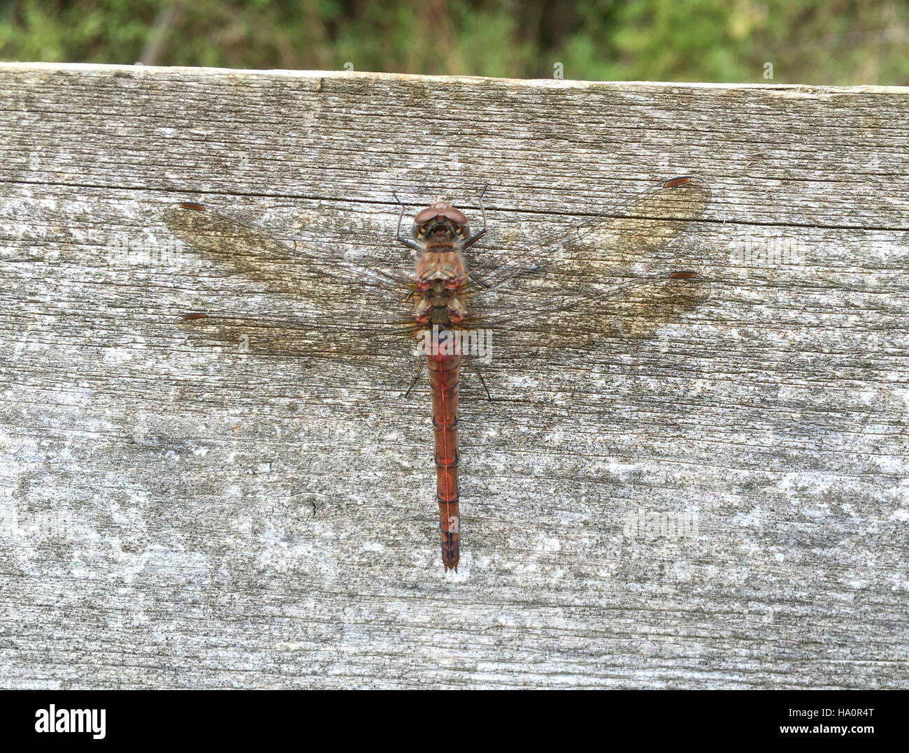 Dard commun dragonfly (Sympetrum striolatum) mâle. Photo Tony Gale Banque D'Images