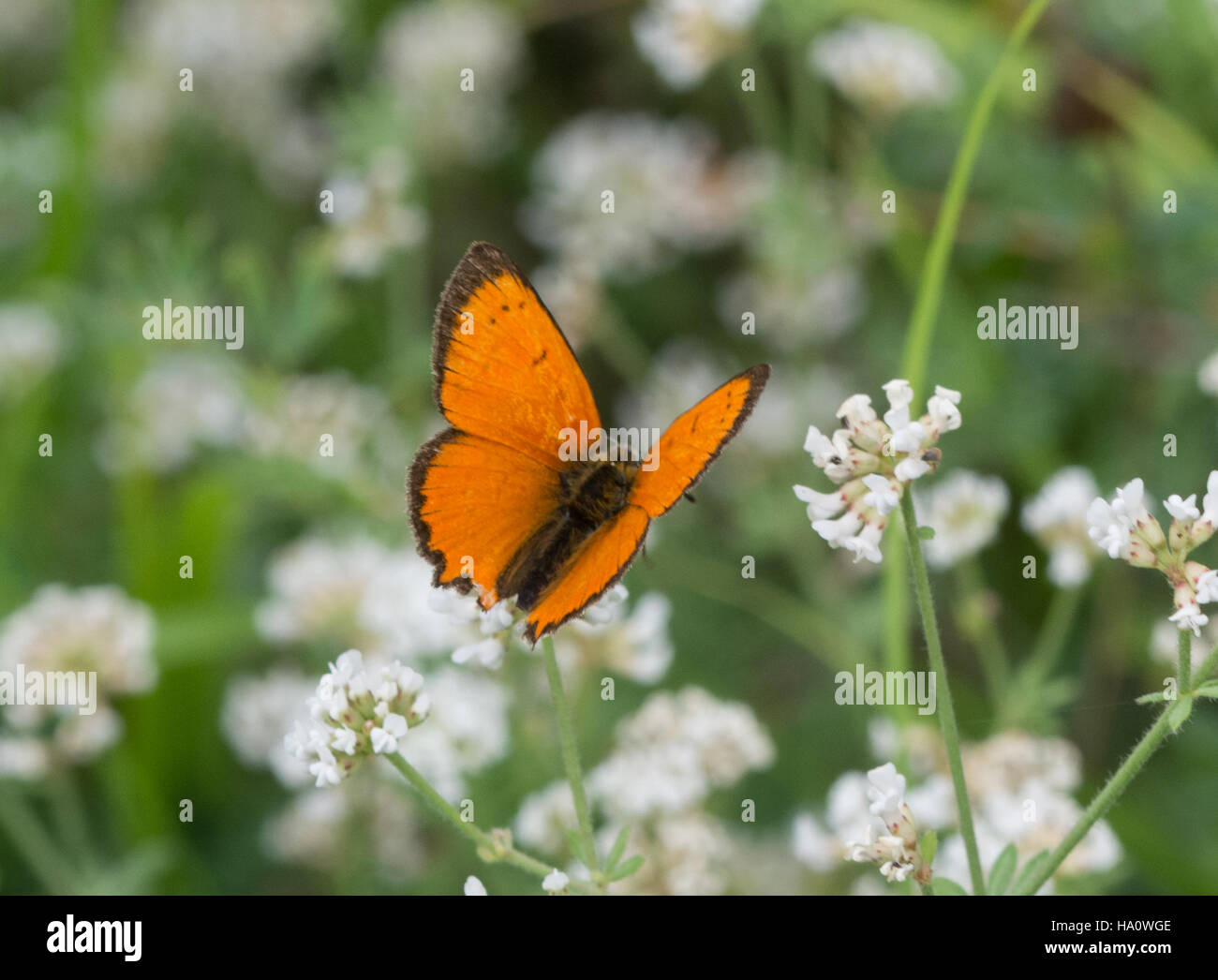 Cuivre (papillon Lycaena Grecian ottomana) sur fleurs blanches dans le sud de la Grèce. Banque D'Images