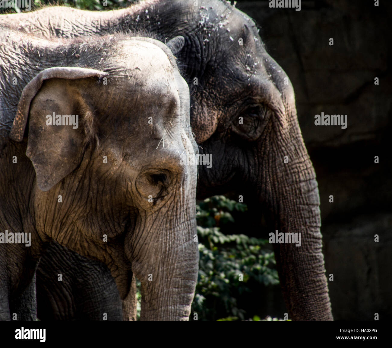 Deux éléphants d'Asie au zoo de San Luis dans le Missouri Banque D'Images