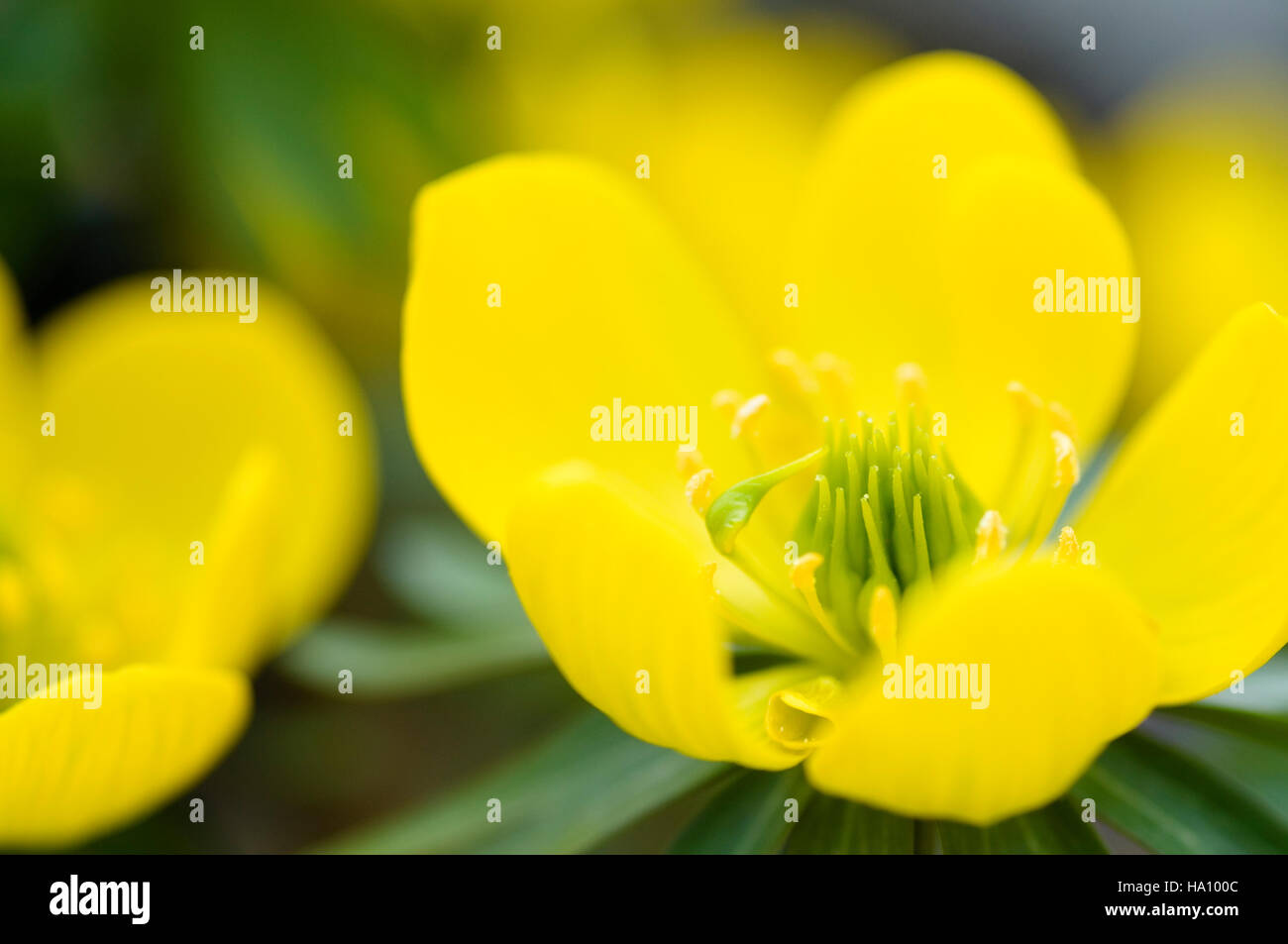 ERANTHIS HYEMALIS ACONIT D'HIVER CLOSE UP Banque D'Images