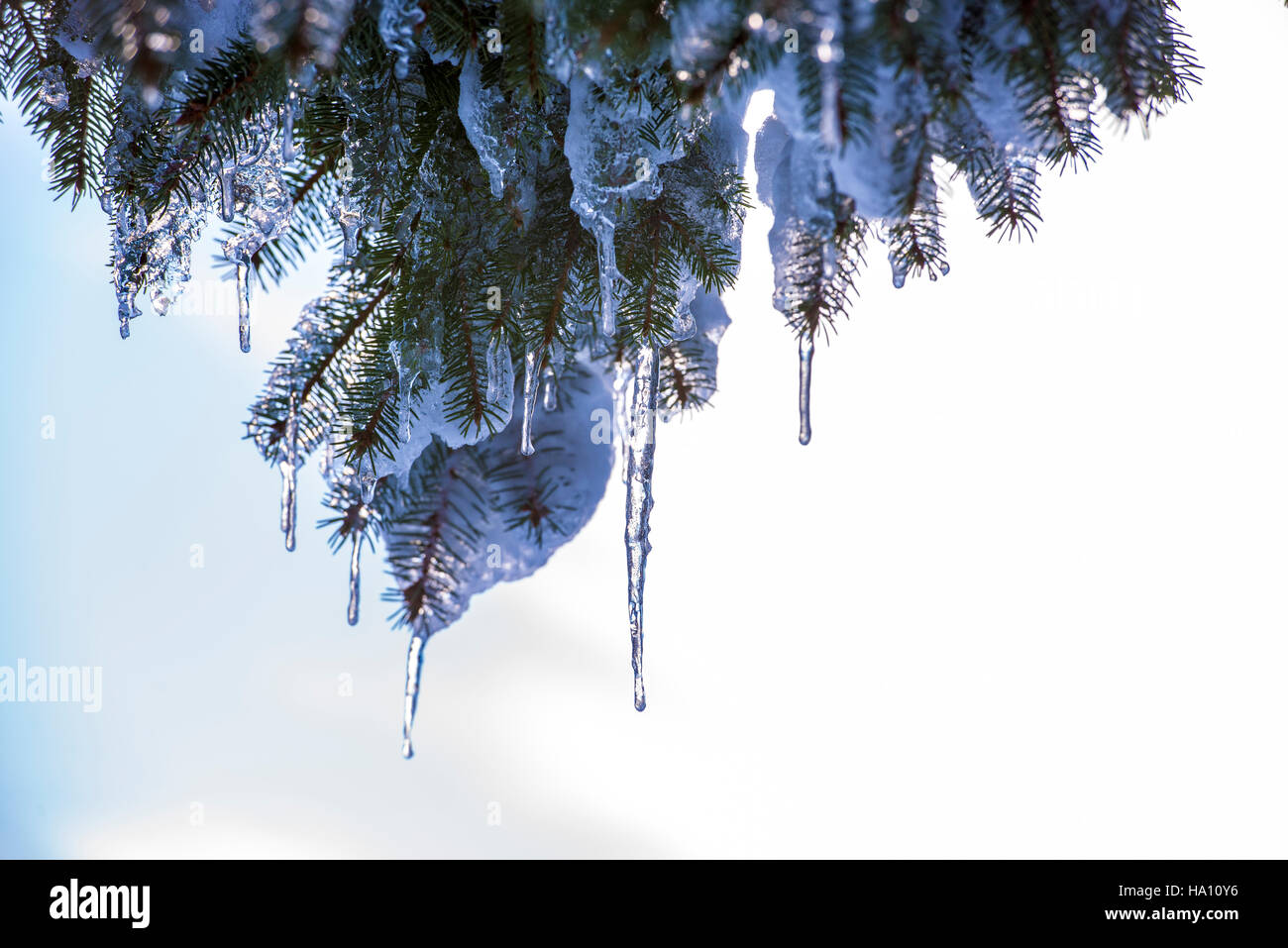 Epicéa branches couvertes de neige et de glace. Des gouttelettes de glace sur les brindilles et les aiguilles de l'épinette, selective focus. Banque D'Images