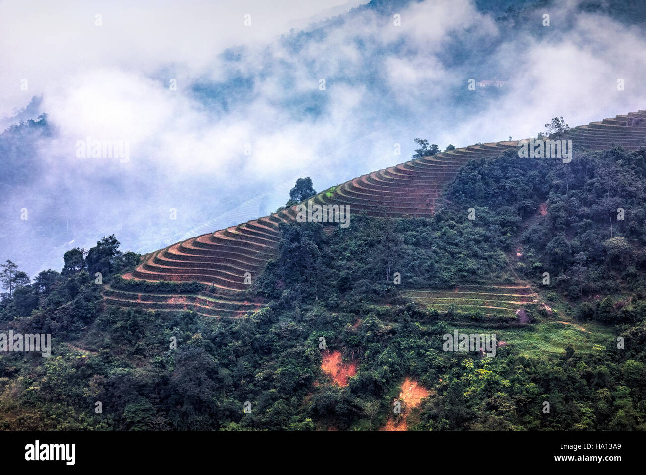 Terrasses de riz, Lao Chai, SAPA, Vietnam, Asie Banque D'Images