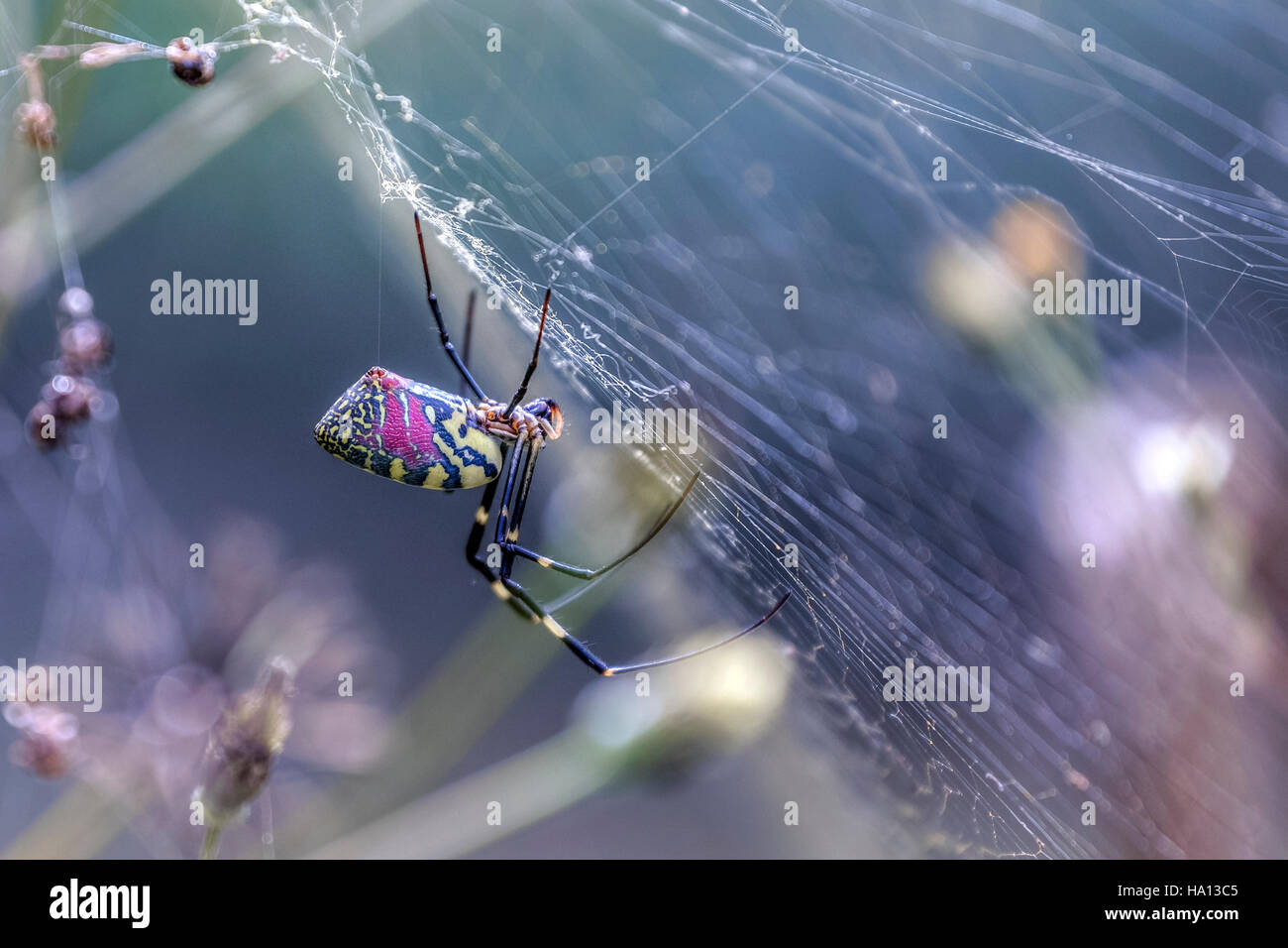 Nephila clavata spider dans SAPA, Vietnam, Asie Banque D'Images