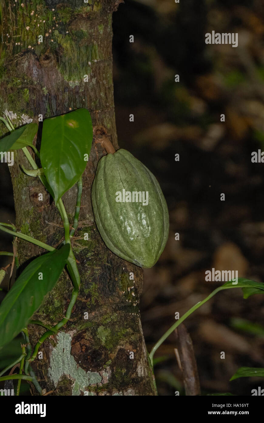 Une cabosse de maturation qui poussent à l'état sauvage sur un arbre dans la forêt amazonienne Banque D'Images