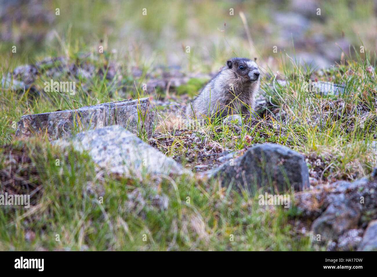 Une marmotte juvénile est photographiée dans le parc national Denali, montrant le comportement du jeune animal et son rôle dans l'écosystème de l'Alaska. Banque D'Images