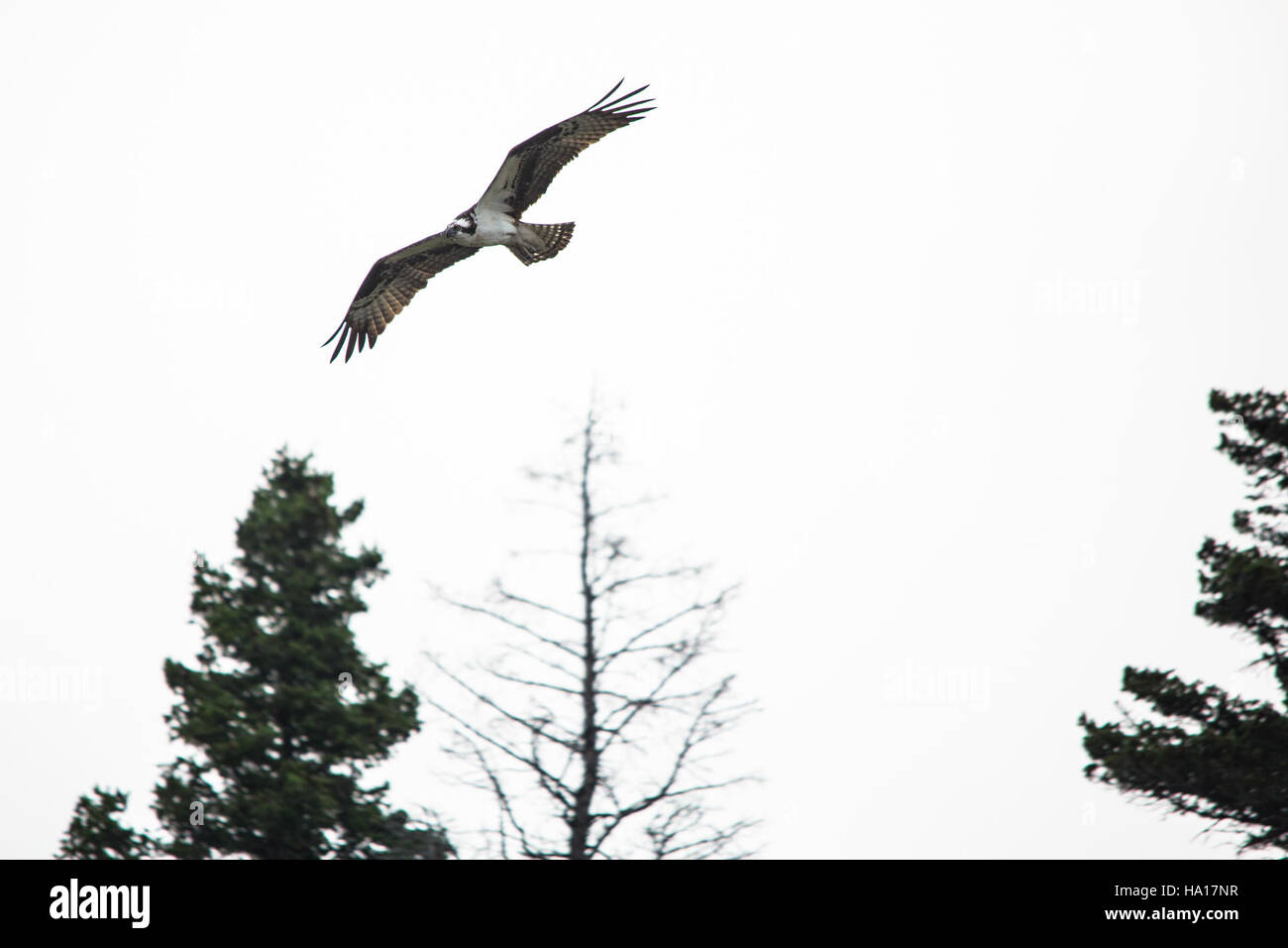 Glaciernps 23785383926 Osprey en vol - Pandion haliaetus Banque D'Images