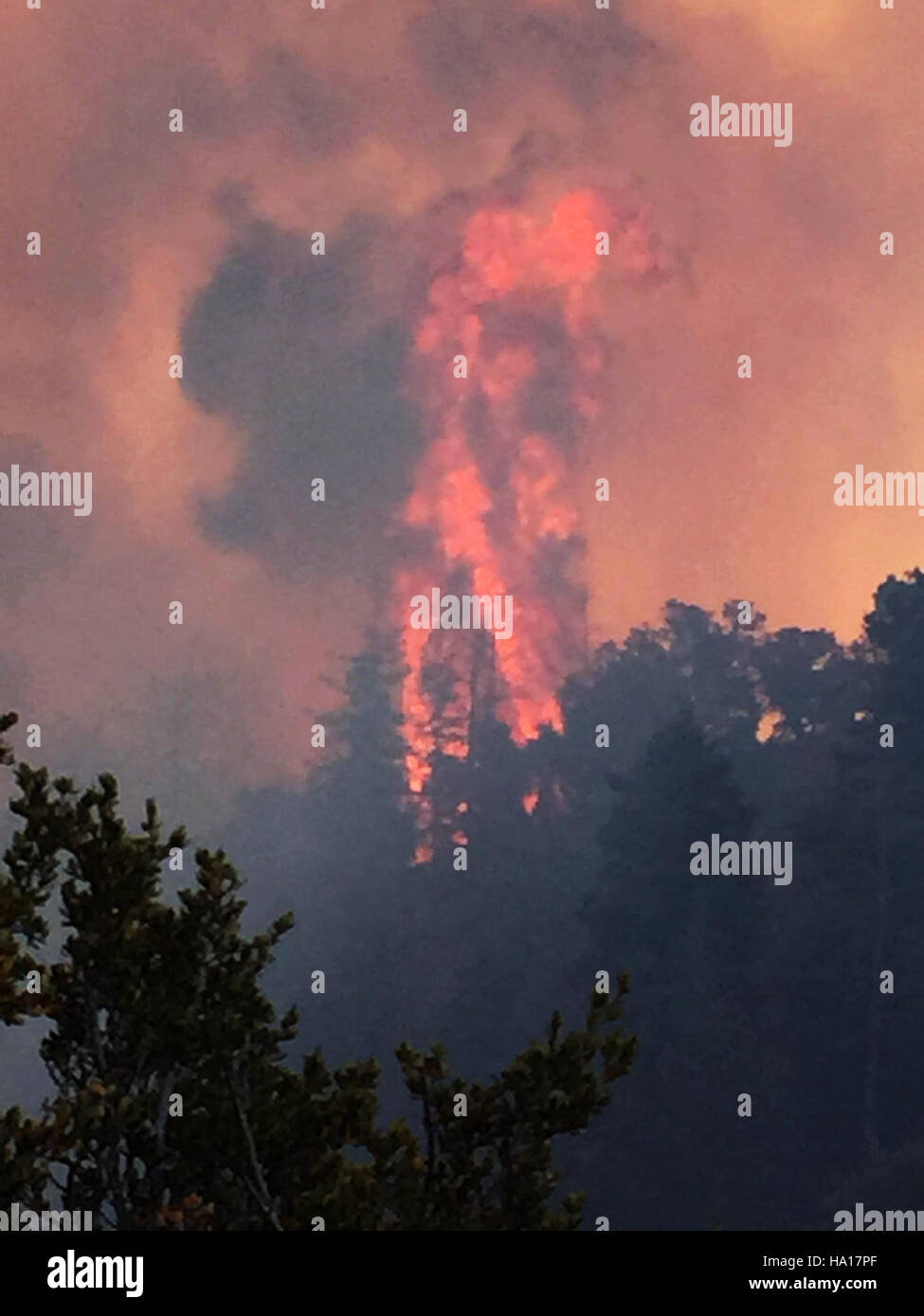 Un incendie de forêt dans l'Utah, géré par le Service des forêts des États-Unis, démontrant les forces naturelles qui ont un impact sur les écosystèmes forestiers. Le feu joue un rôle essentiel dans la régénération des écosystèmes, mais pose également des défis à la gestion des incendies et à la sécurité publique. Banque D'Images